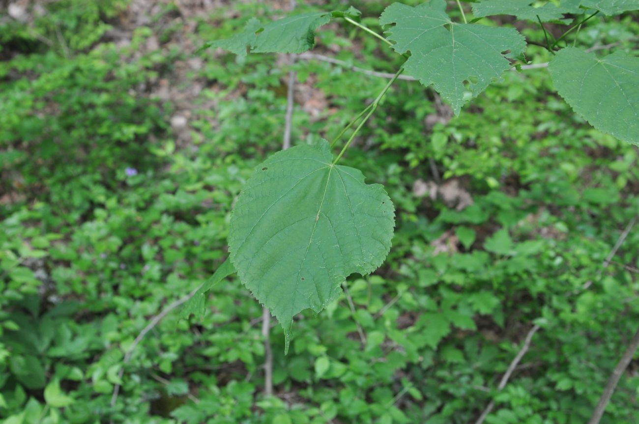 Image of genus Tilia specimen.