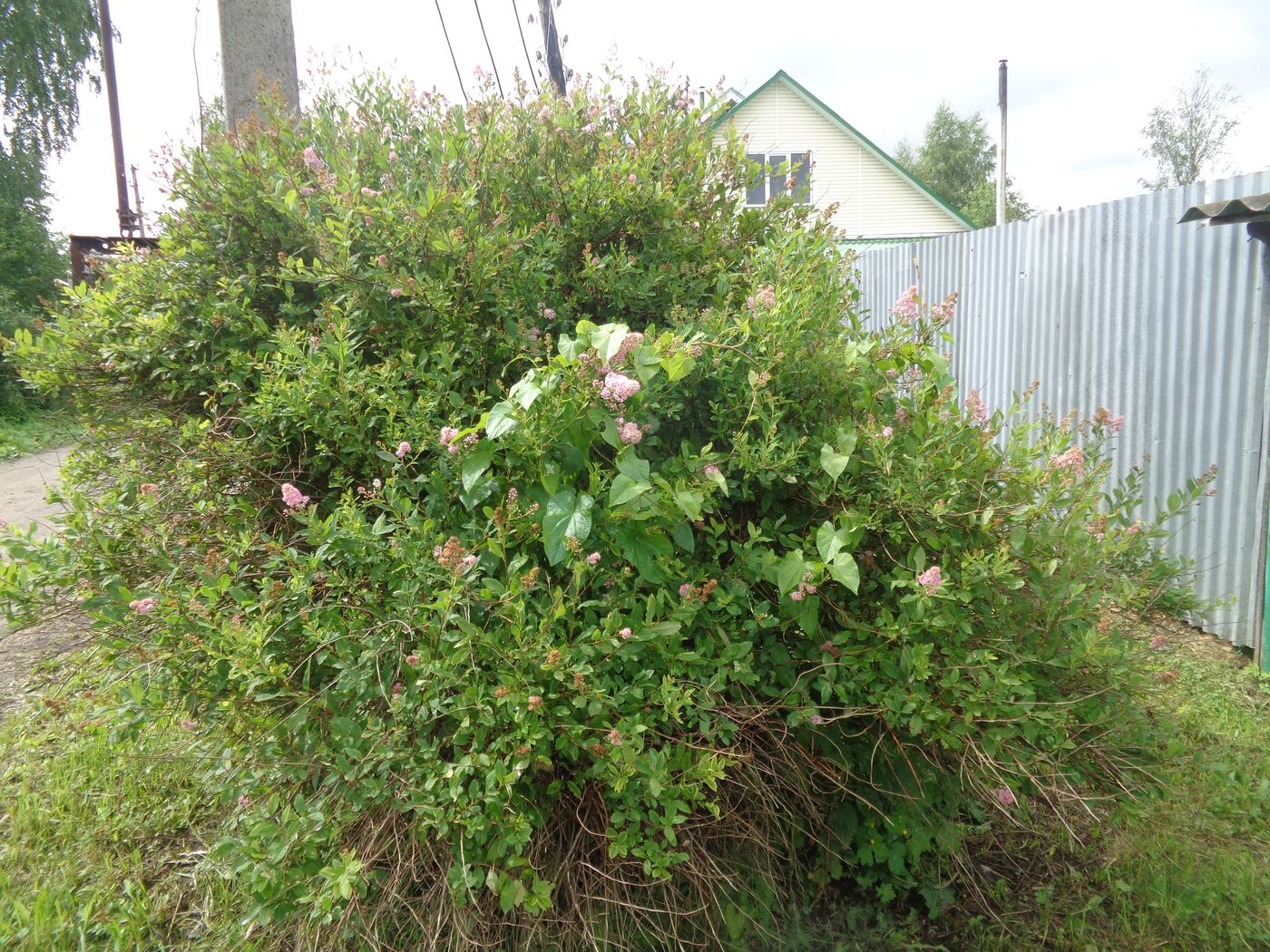 Изображение особи Spiraea salicifolia.