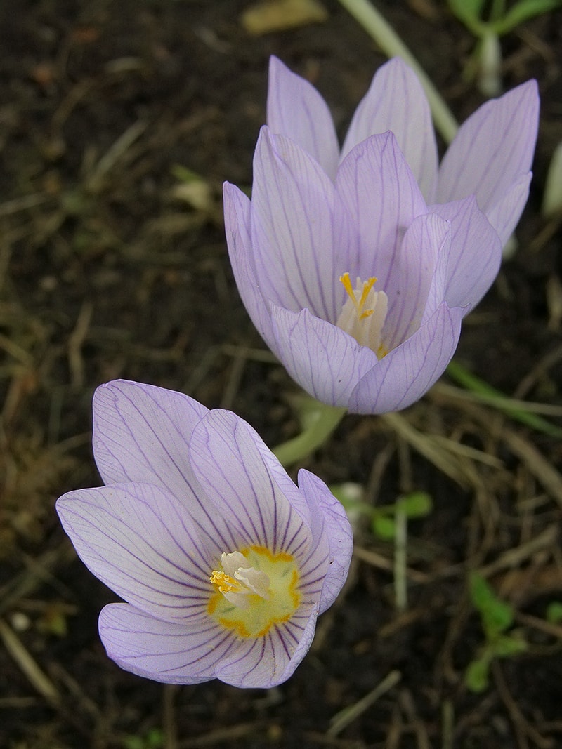 Image of Crocus kotschyanus specimen.