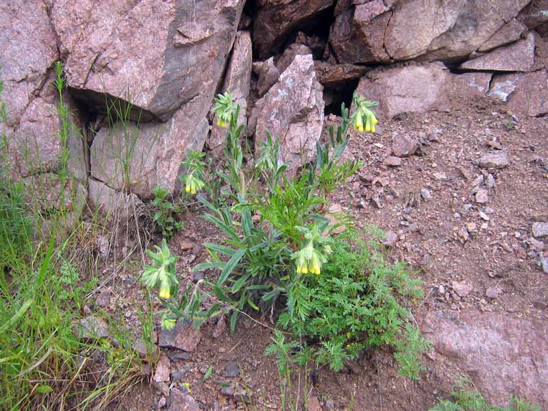 Image of Onosma irritans specimen.