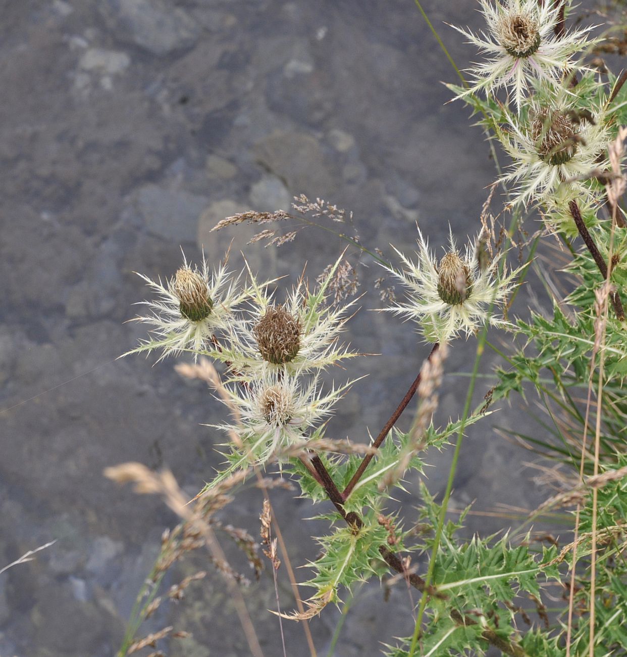 Изображение особи Cirsium obvallatum.