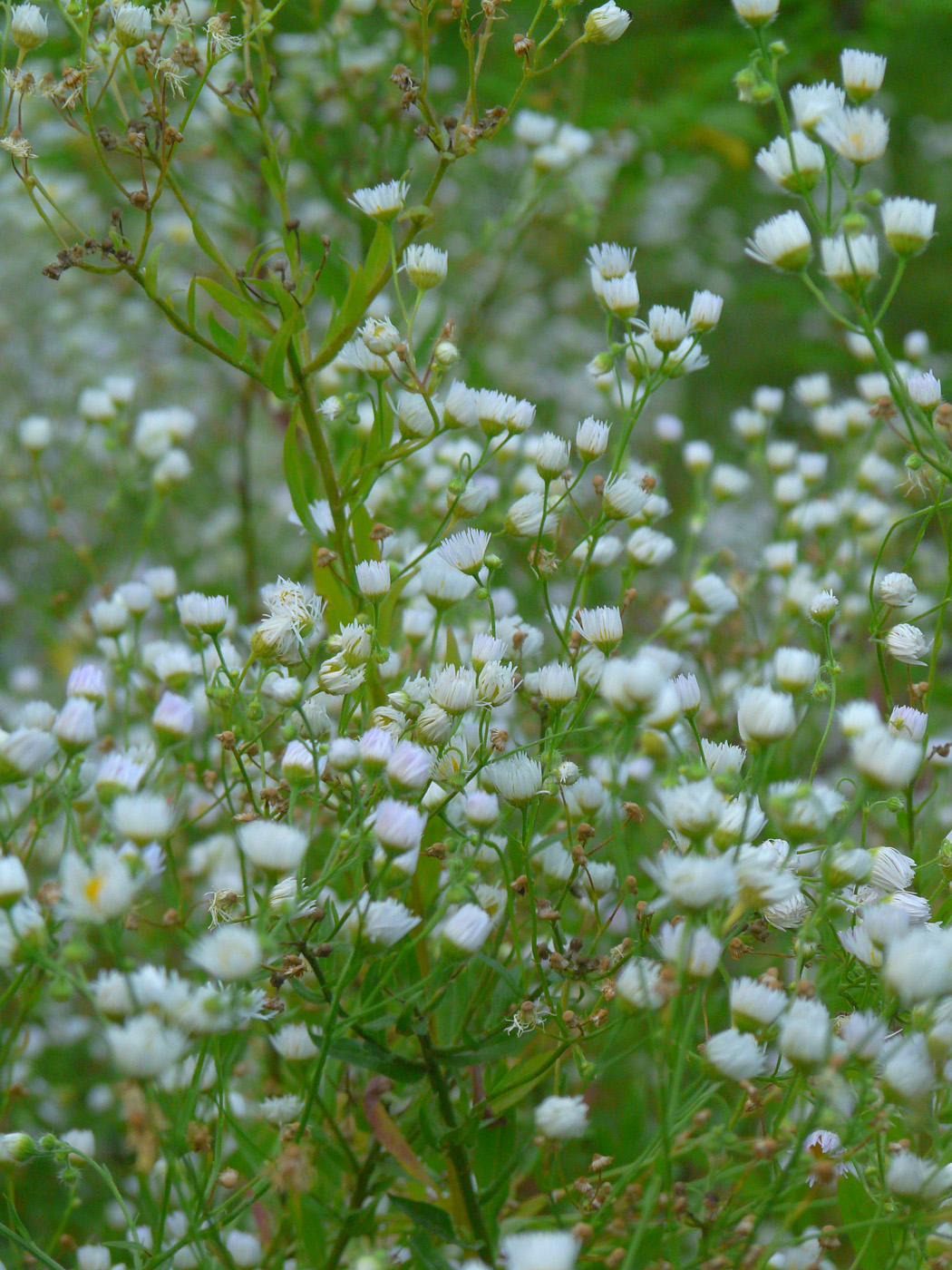 Image of Erigeron annuus specimen.