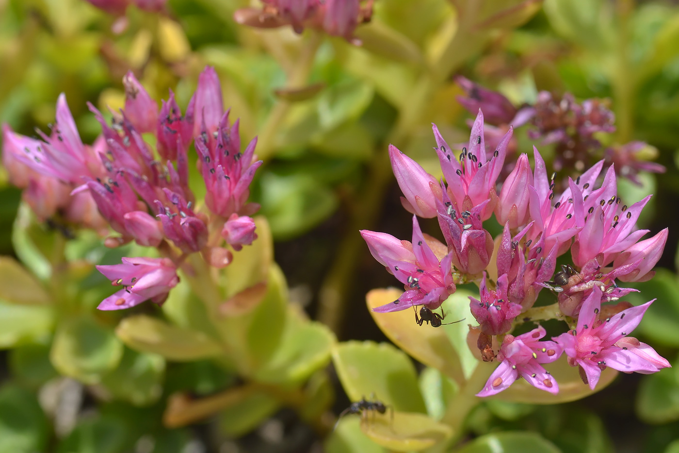 Изображение особи Sedum spurium.