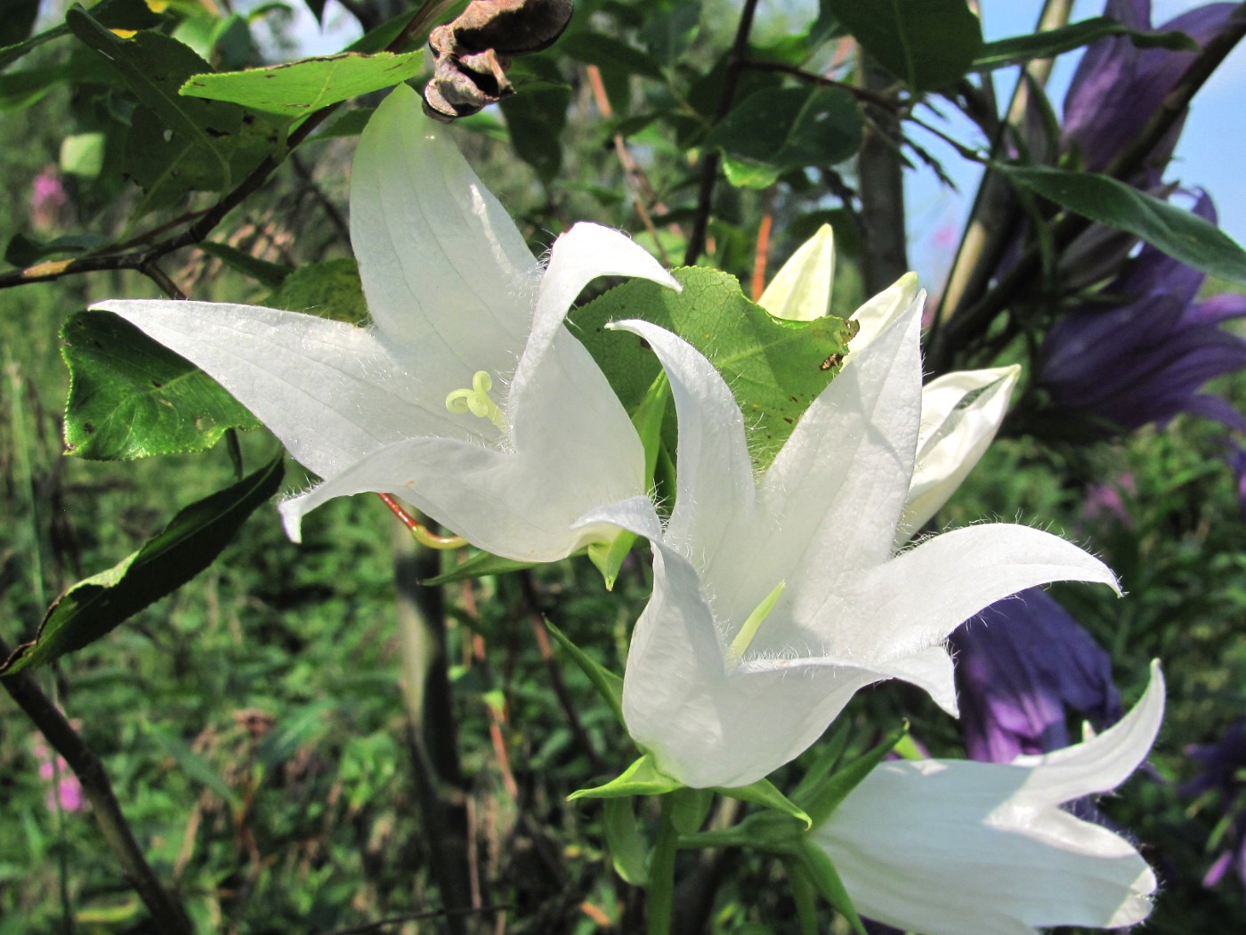 Image of Campanula latifolia specimen.