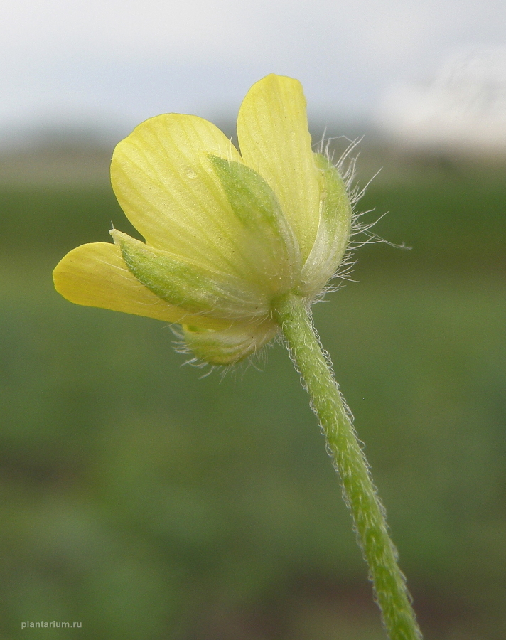 Image of Ranunculus arvensis var. tuberculatus specimen.