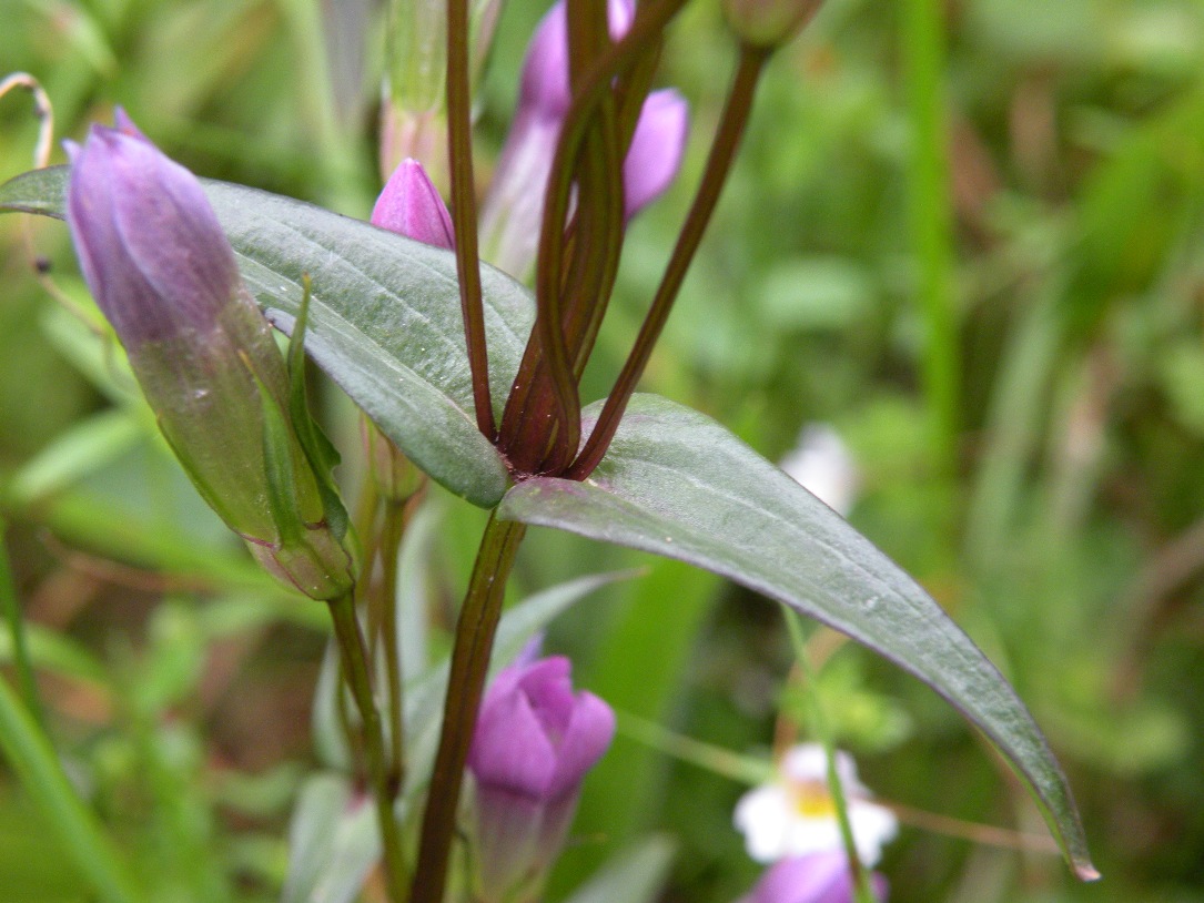 Изображение особи Gentianella lingulata.