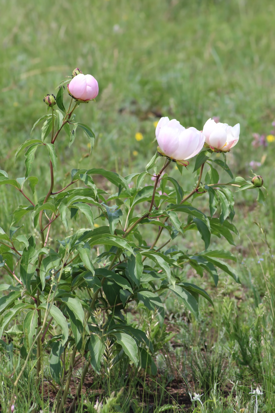 Изображение особи Paeonia lactiflora.