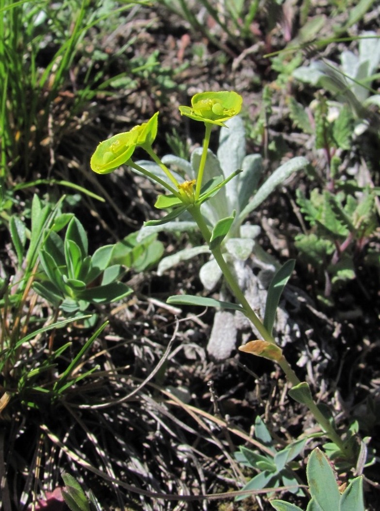 Image of Euphorbia glareosa specimen.