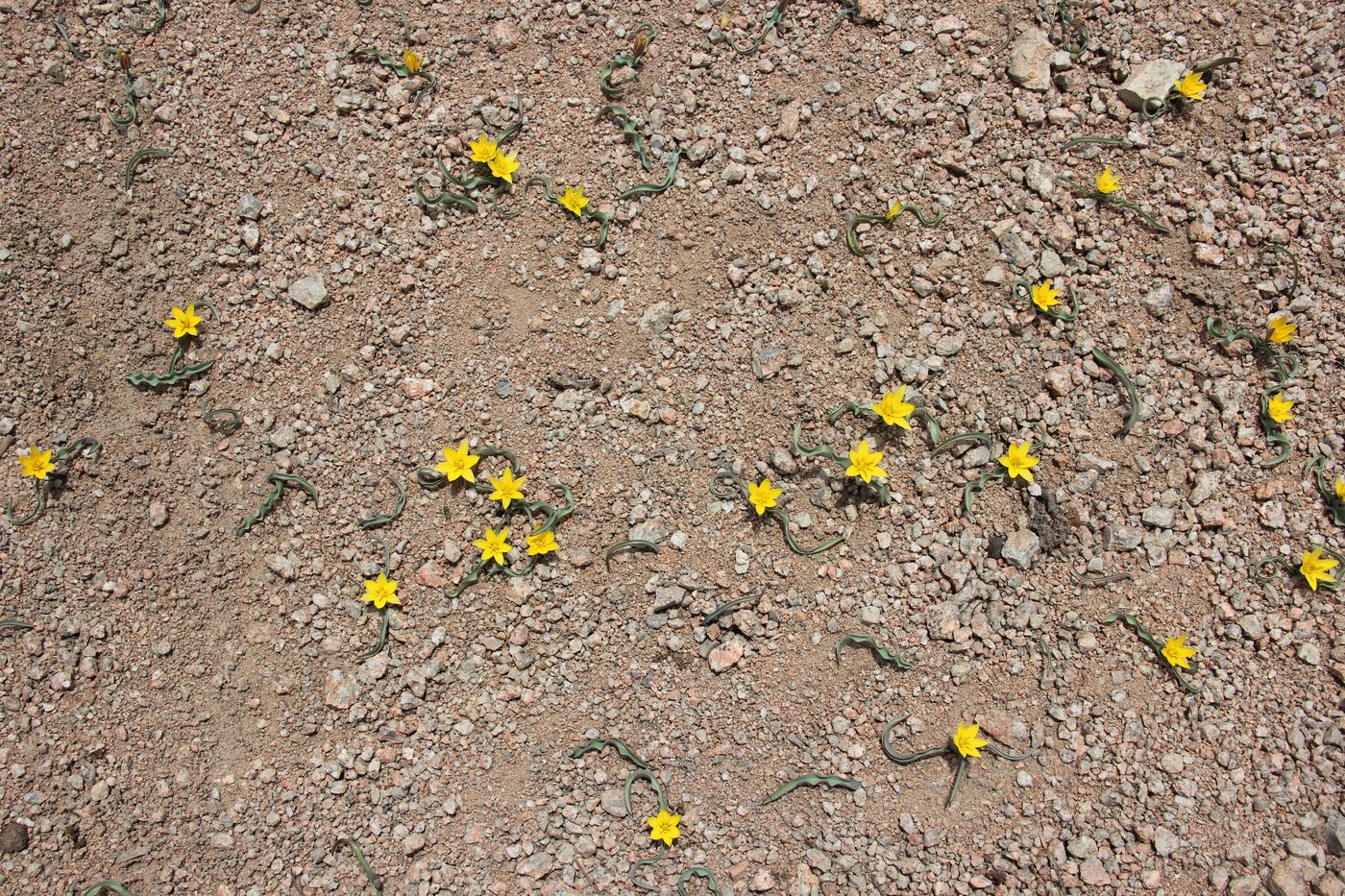 Image of Tulipa dasystemon specimen.