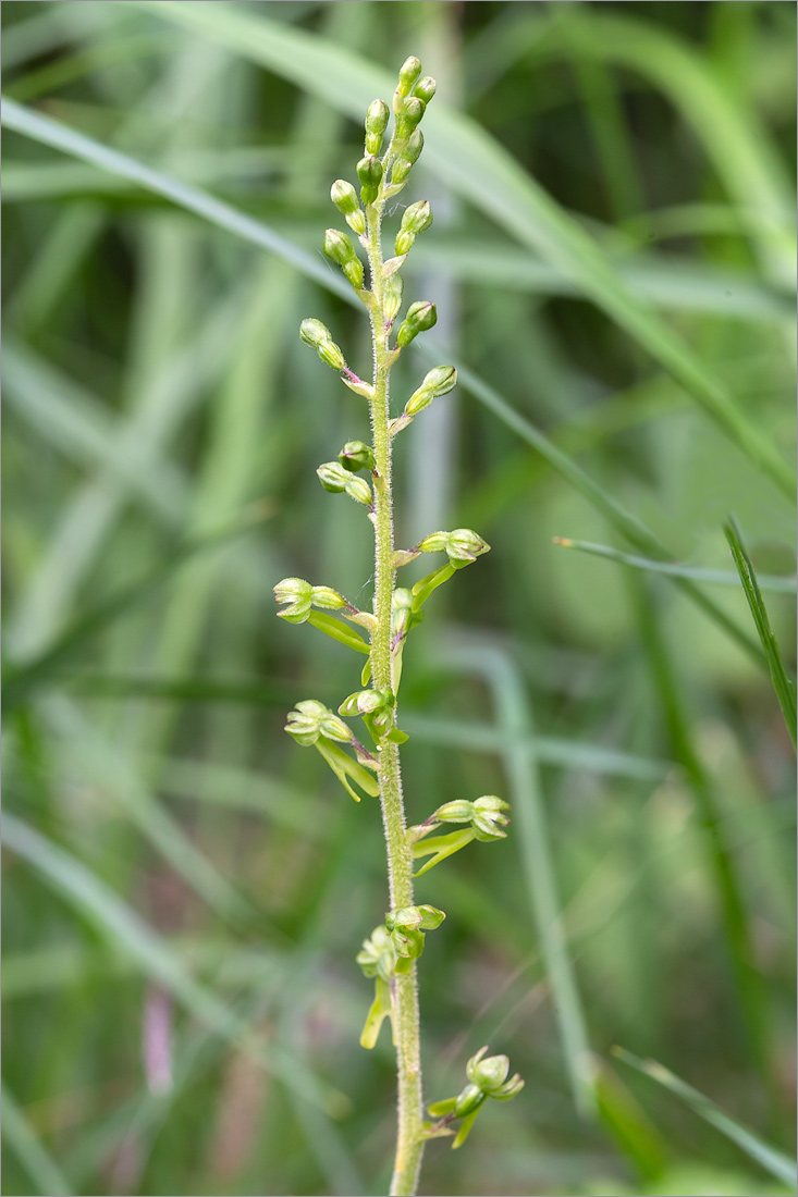 Изображение особи Listera ovata.