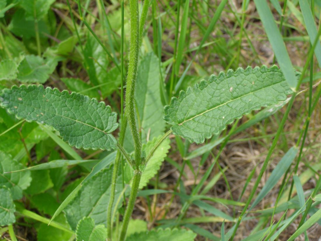 Изображение особи Betonica officinalis.