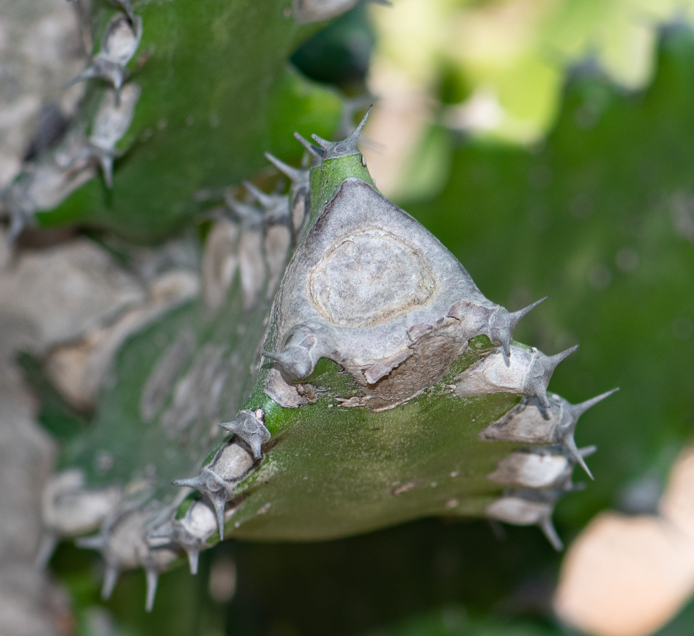 Image of Euphorbia lactea specimen.