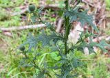 Cirsium vulgare