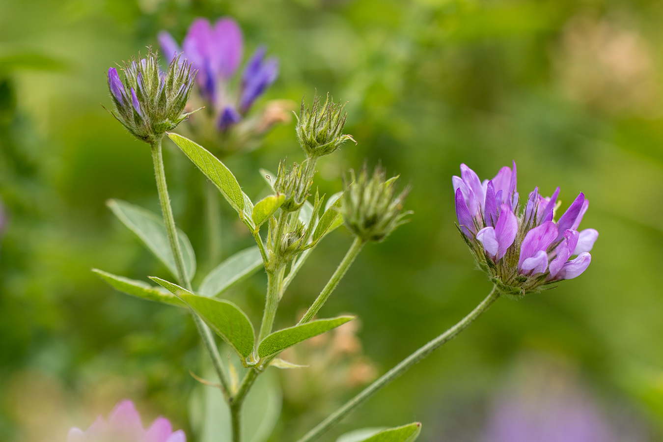 Image of Psoralea bituminosa ssp. pontica specimen.