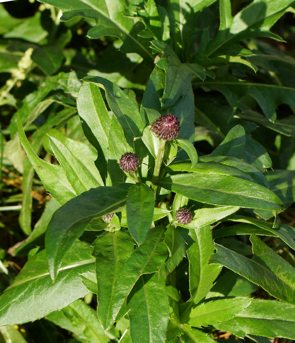 Image of Cirsium setosum specimen.