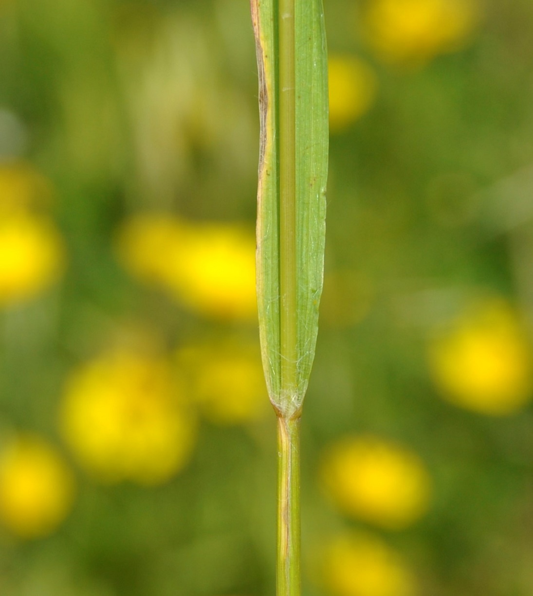 Image of Bromus scoparius specimen.