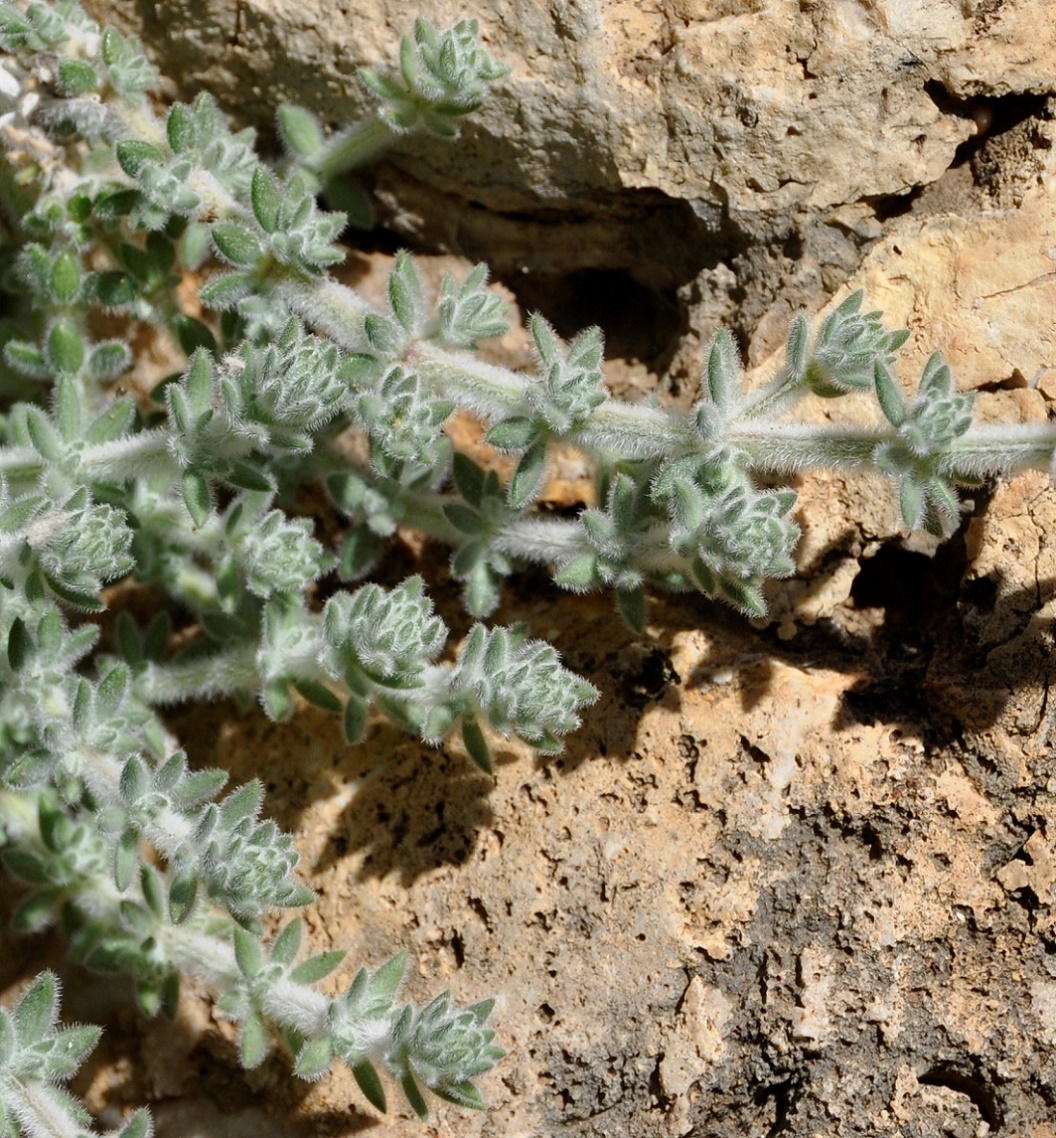 Image of Galium canum specimen.