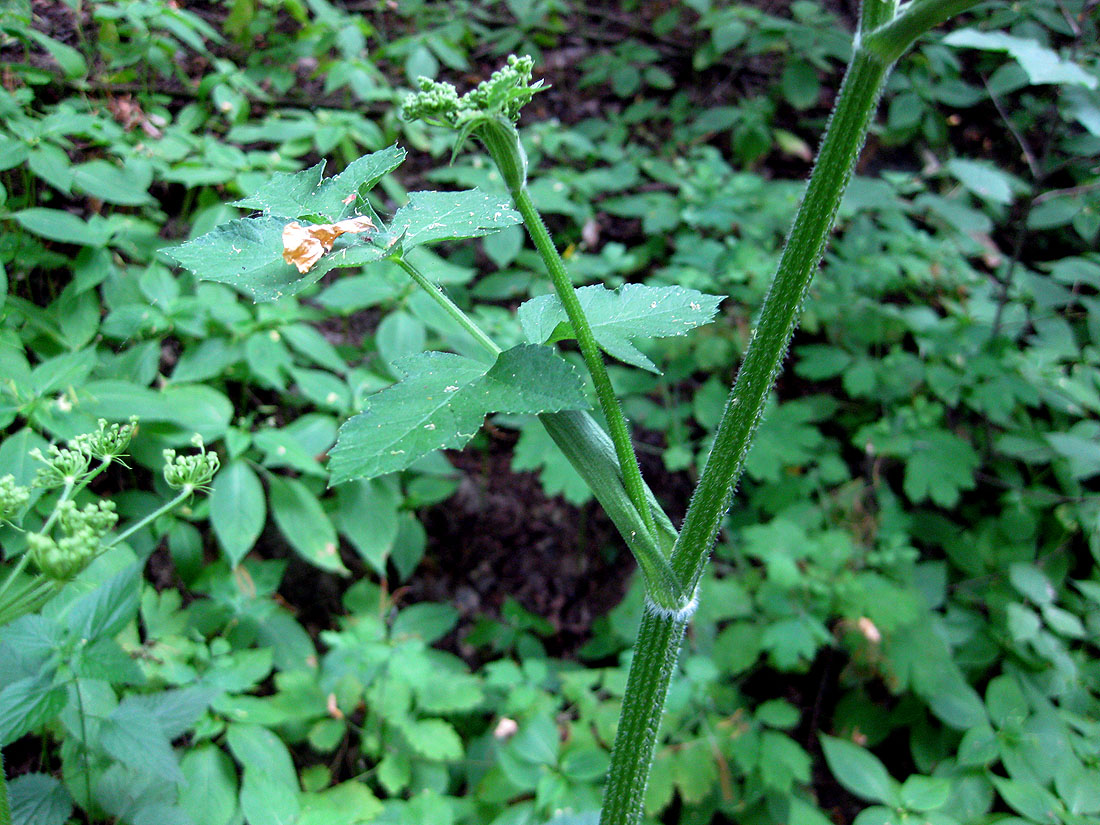 Image of Heracleum sibiricum specimen.