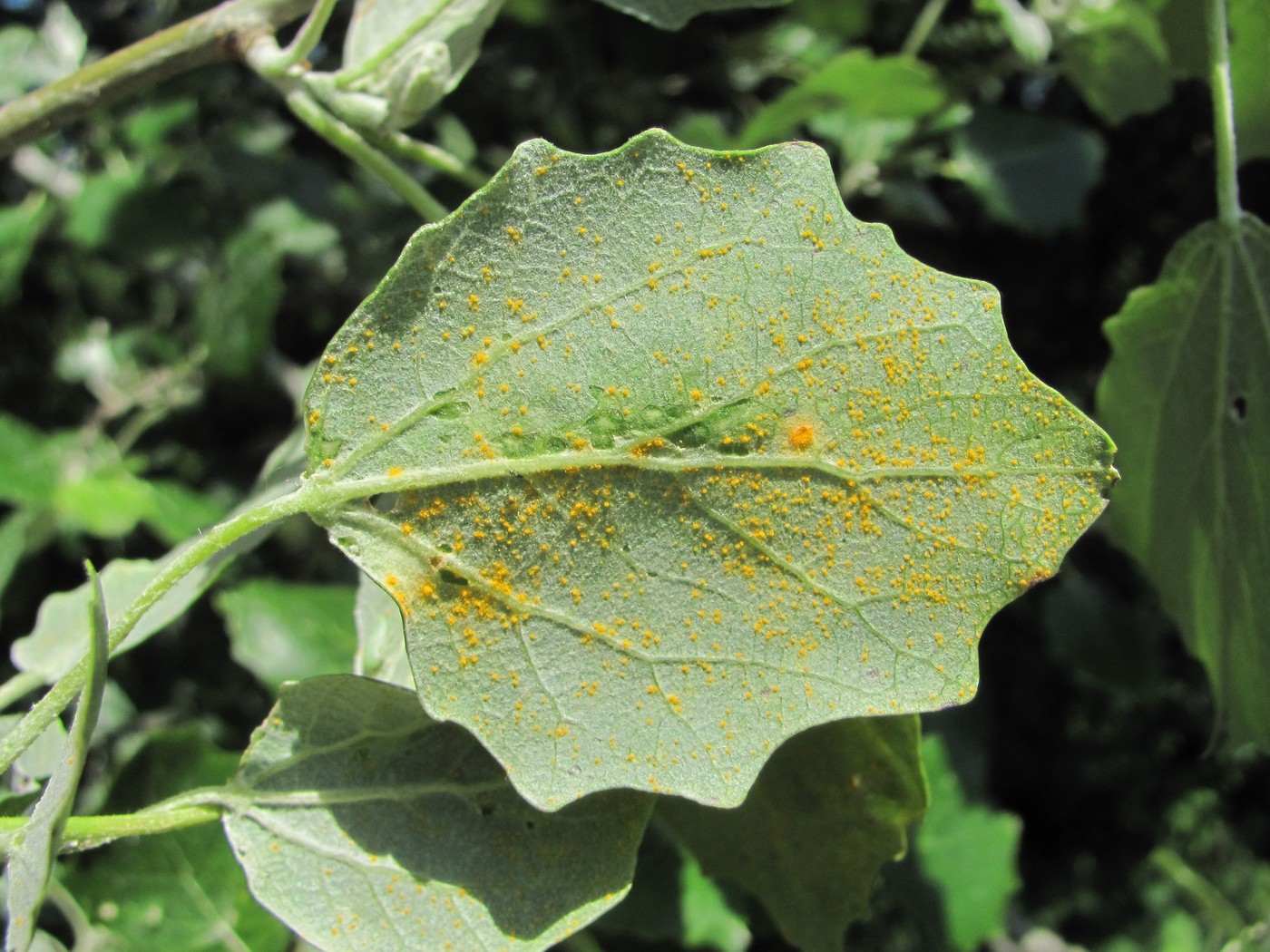 Image of Populus alba specimen.