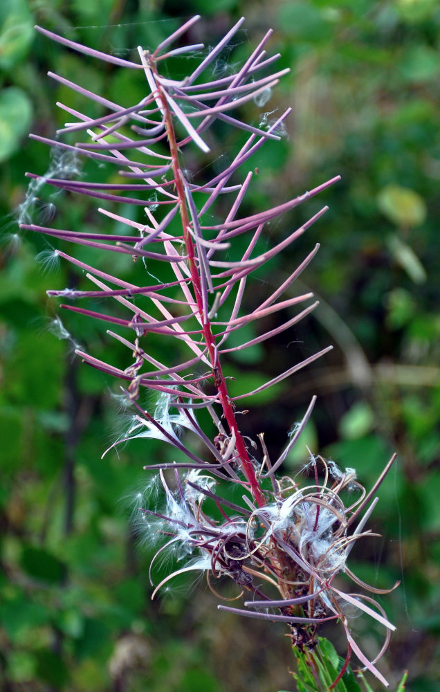 Image of Chamaenerion angustifolium specimen.