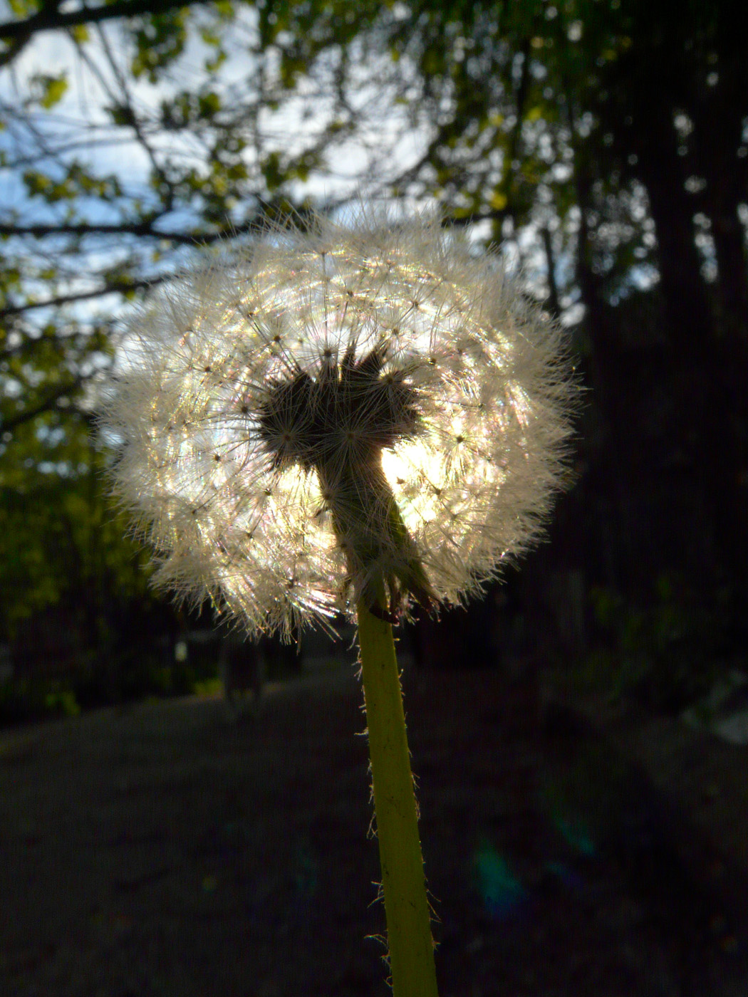 Изображение особи род Taraxacum.