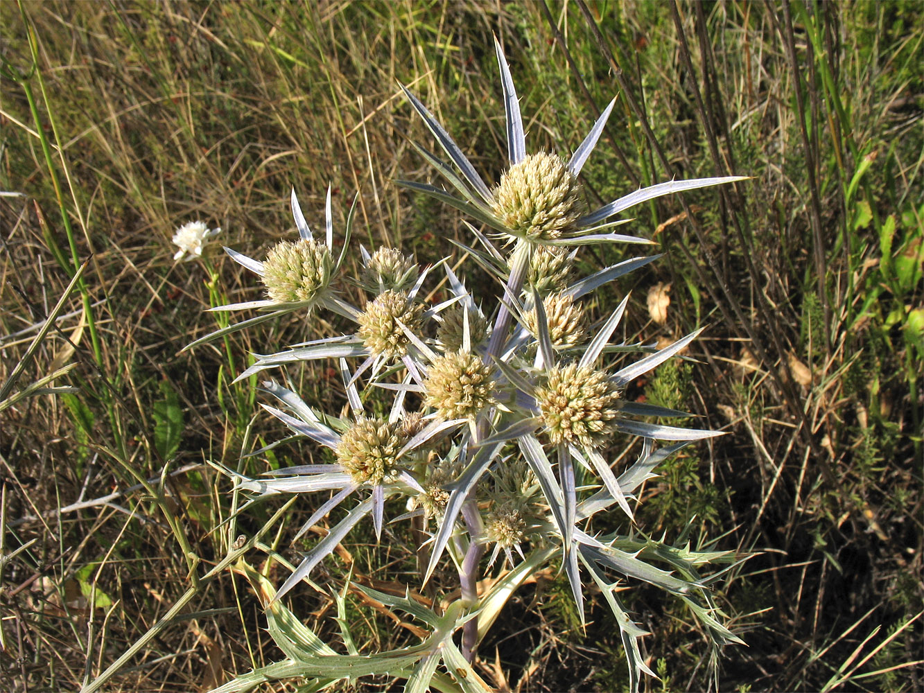 Изображение особи Eryngium amethystinum.