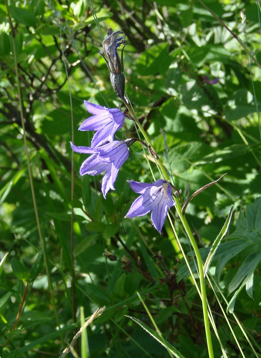 Image of Campanula turczaninovii specimen.