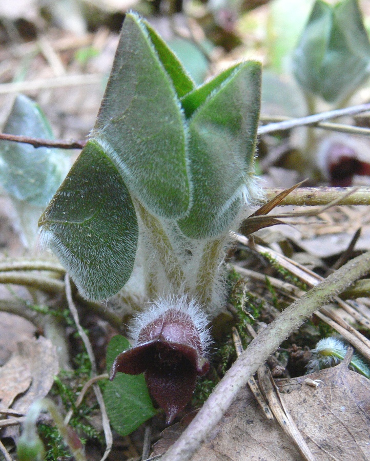 Изображение особи Asarum europaeum.