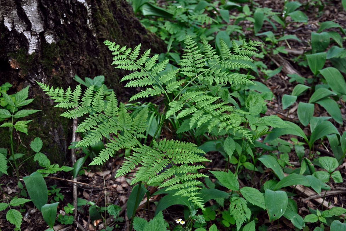 Image of Pteridium pinetorum specimen.