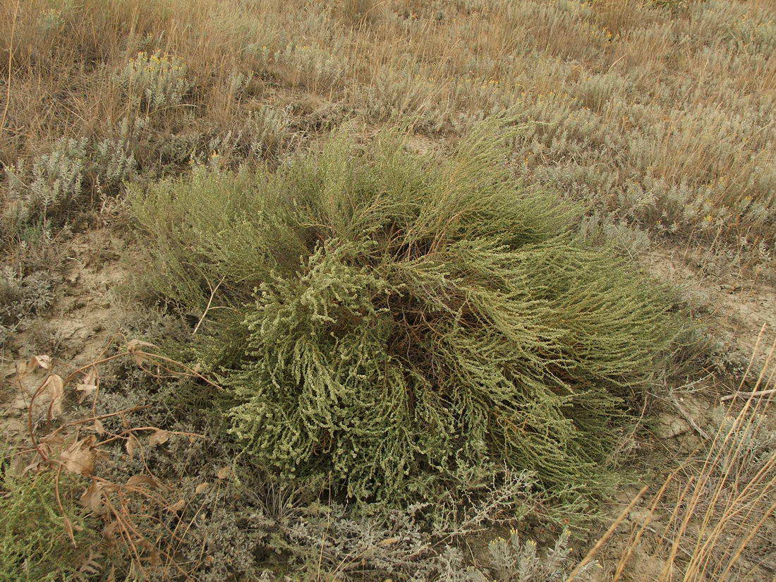 Image of Salsola laricina specimen.