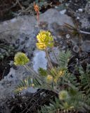 Oxytropis pilosa. Верхушка побега с соцветиями. Крым, Караларский природный парк, бухта Шелковица, каменистый участок склона. 07.05.2021.