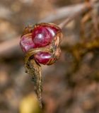 Amaryllis belladonna. Вскрывшийся плод. Израиль, Иудейские горы, г. Иерусалим, ботанический сад университета. 21.10.2019.