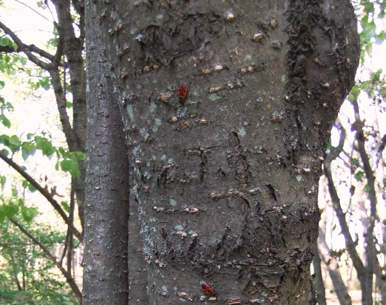 Image of Syringa amurensis specimen.