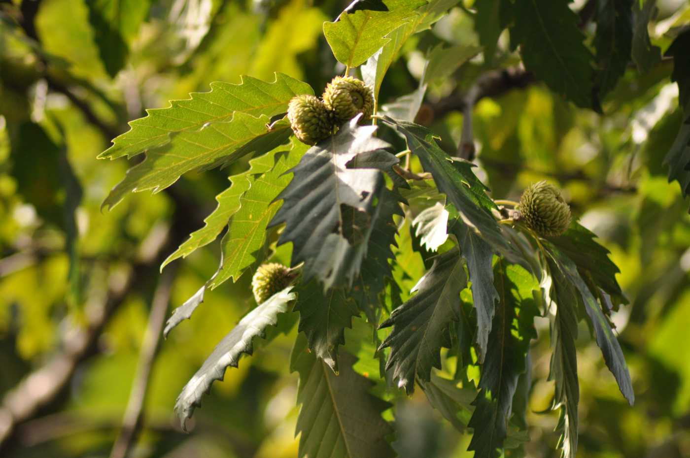 Изображение особи Quercus castaneifolia.