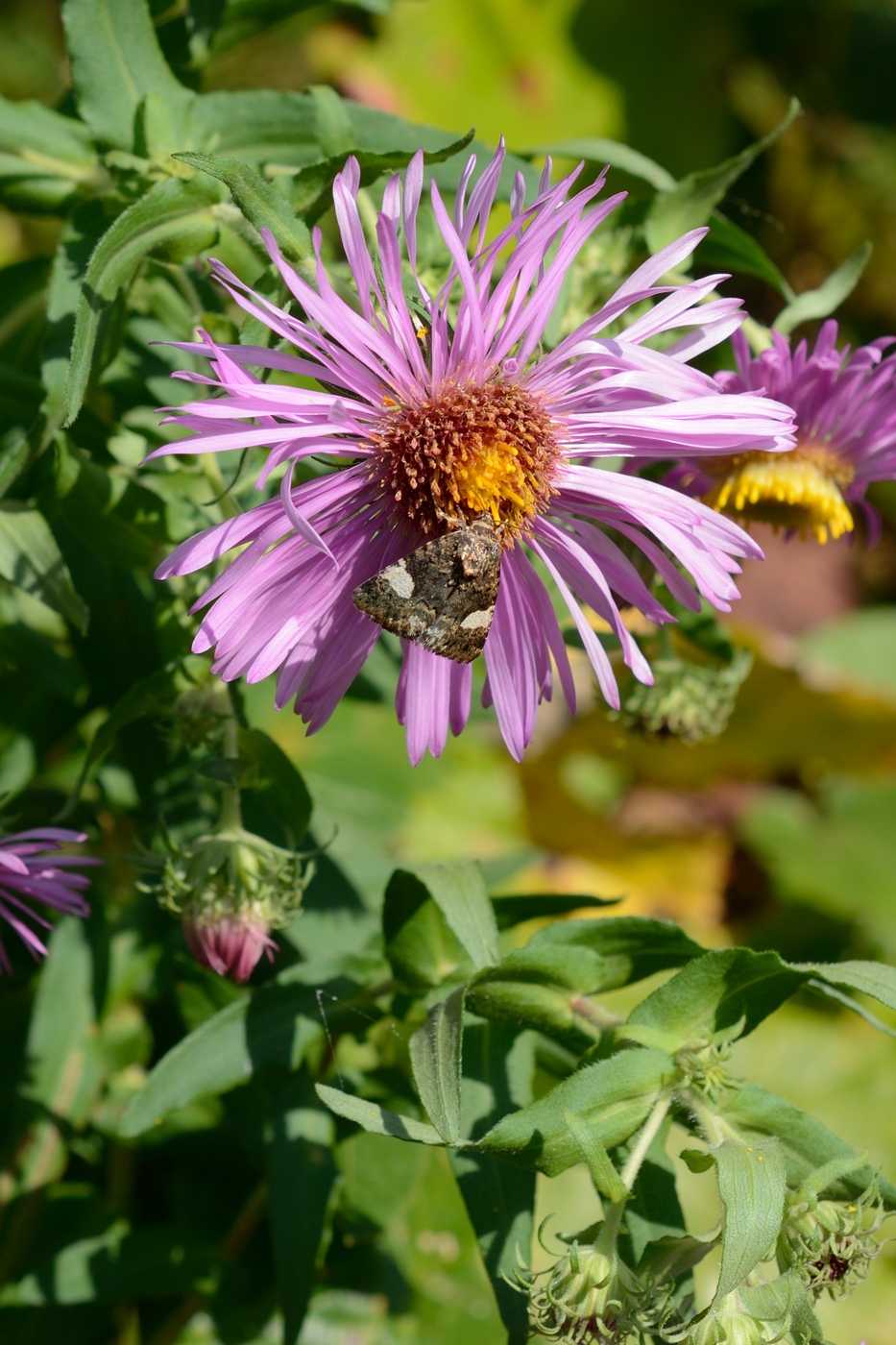 Изображение особи Symphyotrichum novae-angliae.