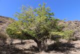Morus alba. Взрослое дерево в осенней окраске. Узбекистан, хребет Нуратау, Нуратинский заповедник, урочище Хаятсай, долина горной речки, около 1200 м н.у.м. 25.09.2021.
