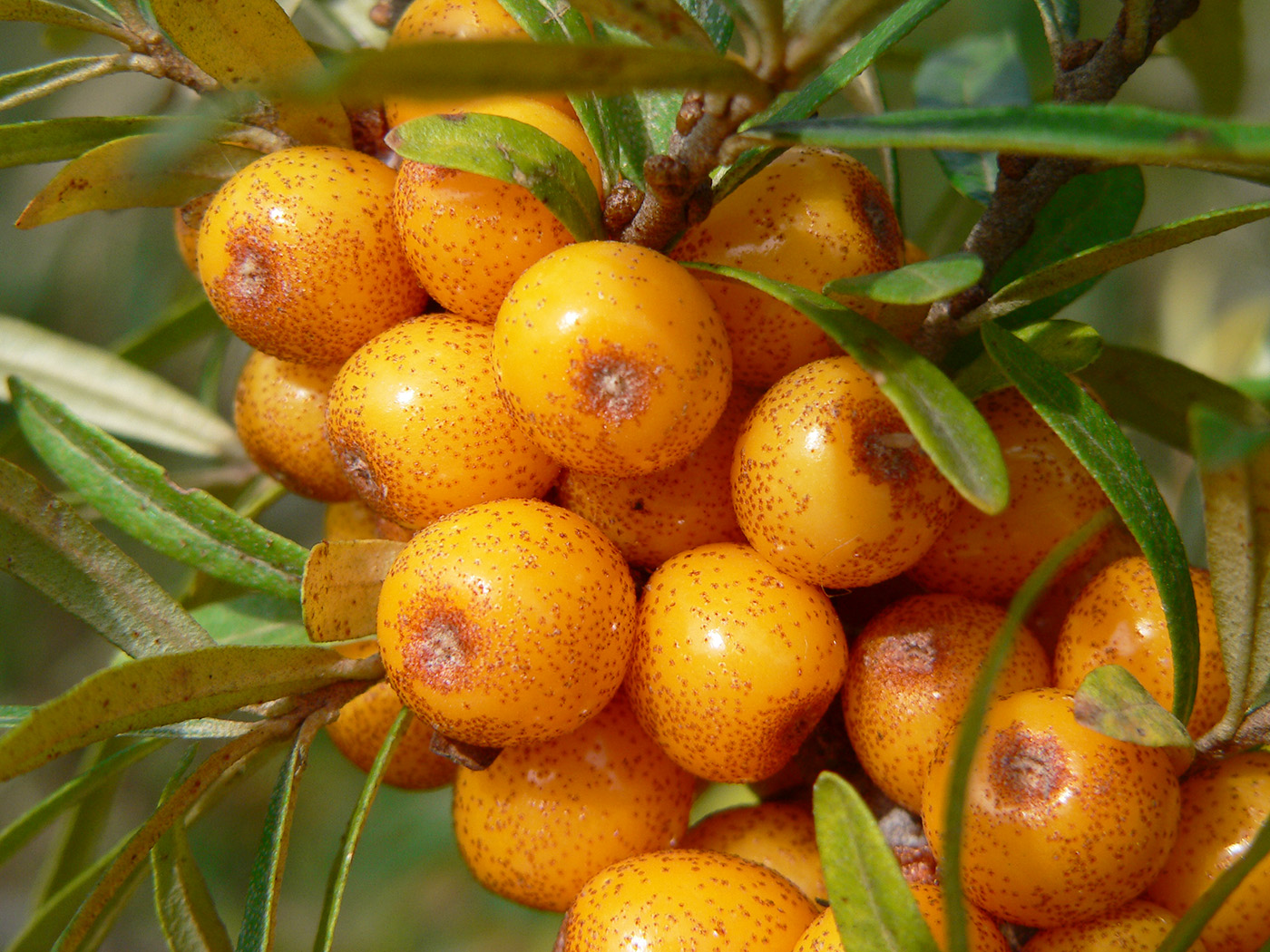 Image of Hippophae rhamnoides specimen.