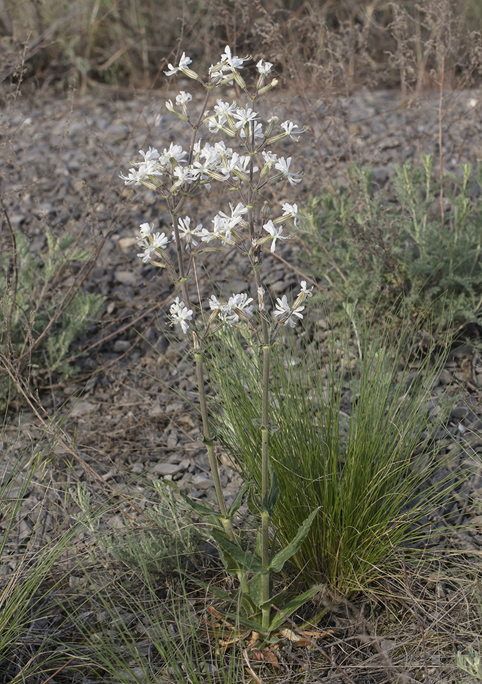 Изображение особи Silene viscosa.