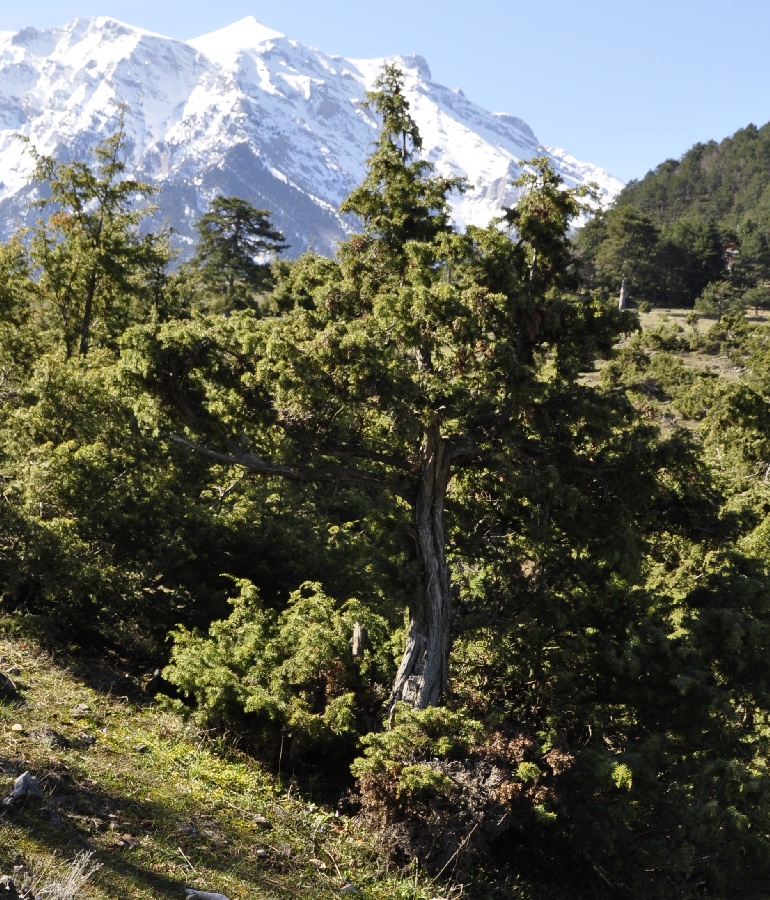 Изображение особи Juniperus deltoides.