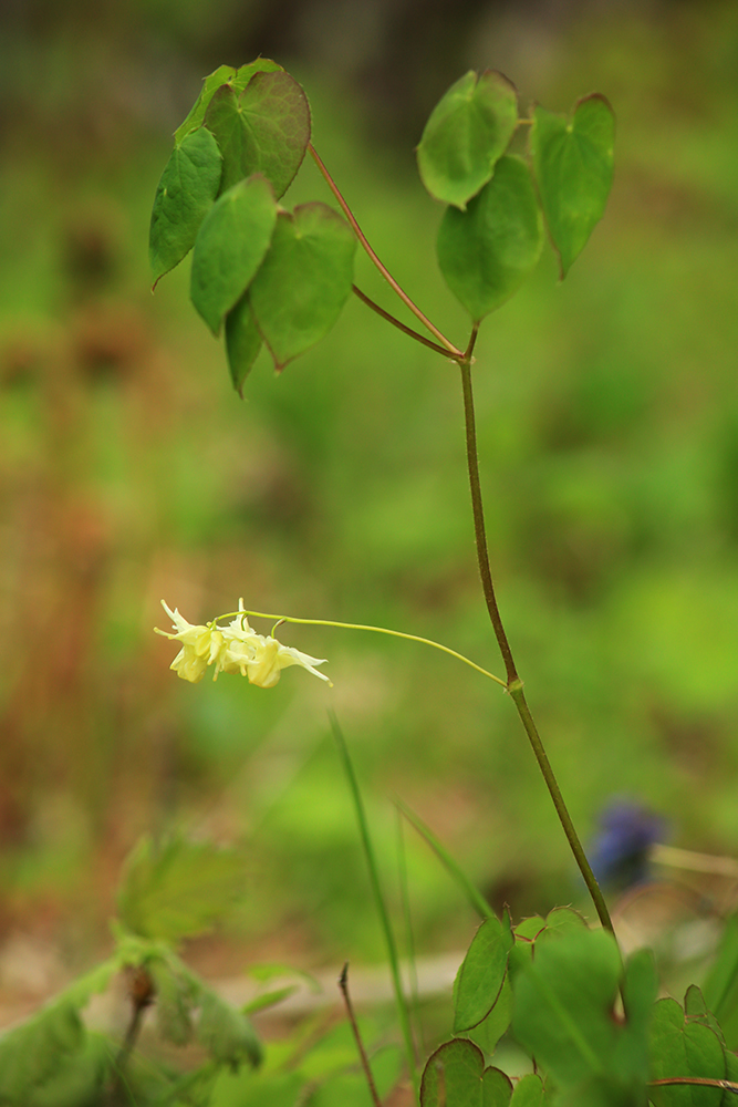 Image of Epimedium koreanum specimen.