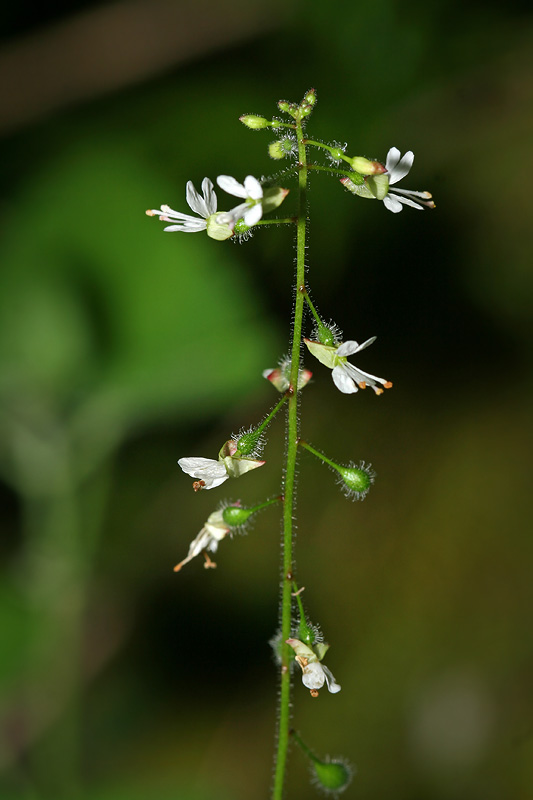 Image of Circaea lutetiana specimen.