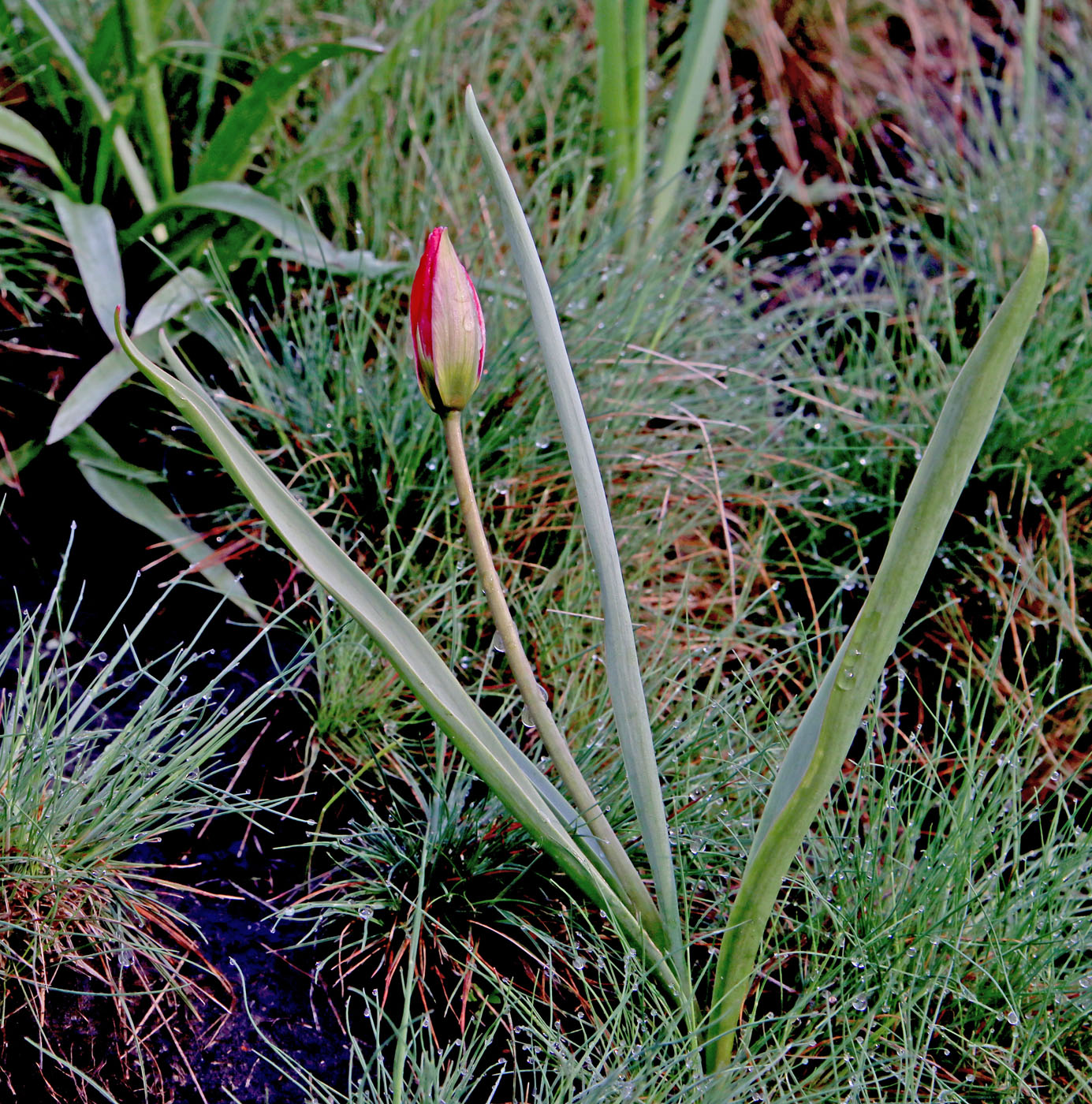 Изображение особи Tulipa humilis.