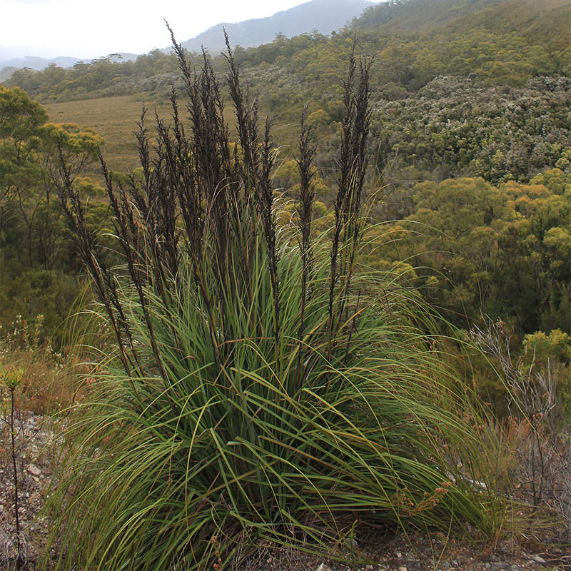 Image of Gahnia grandis specimen.