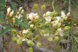 Lespedeza davurica