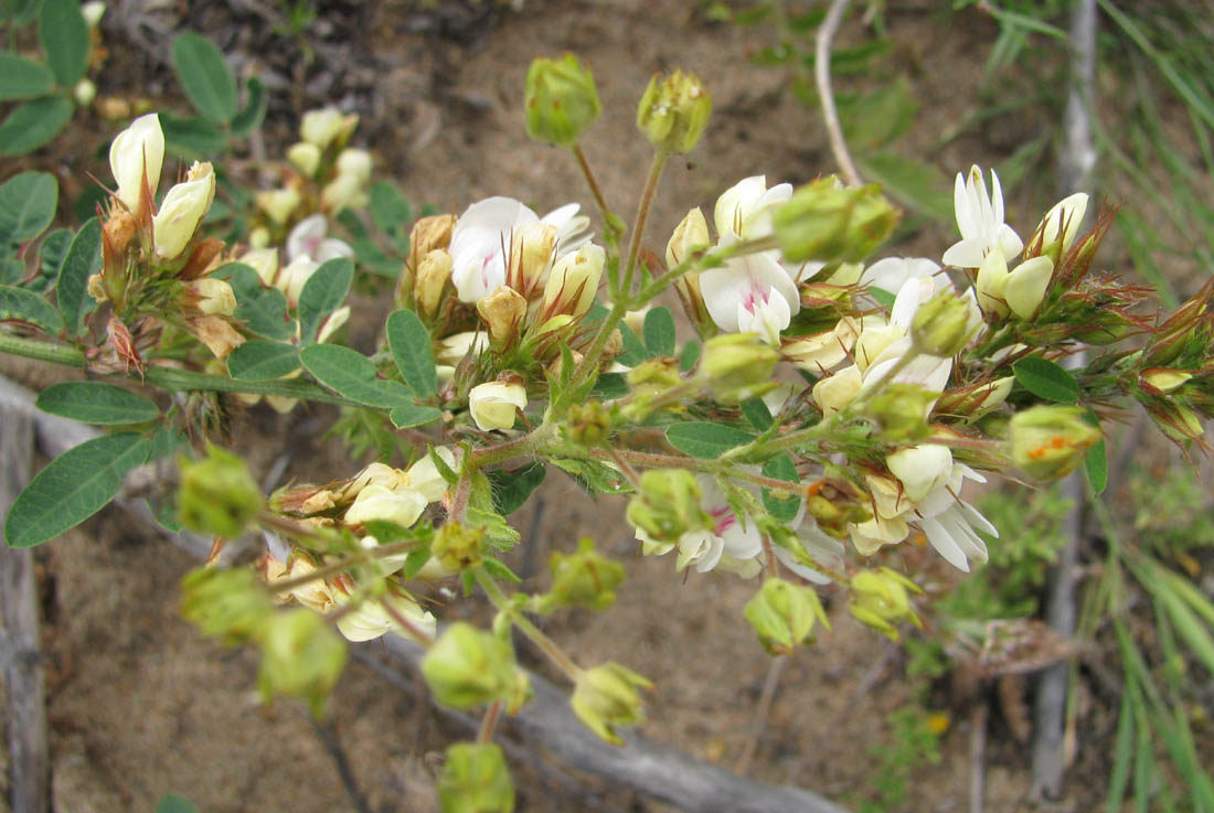 Image of Lespedeza davurica specimen.