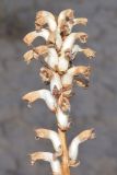 Orobanche cumana