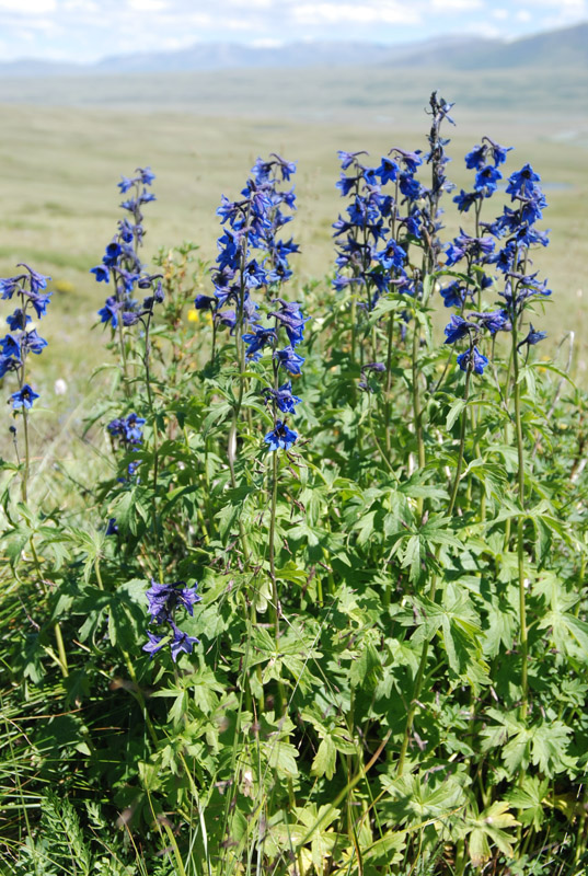 Image of Delphinium ukokense specimen.