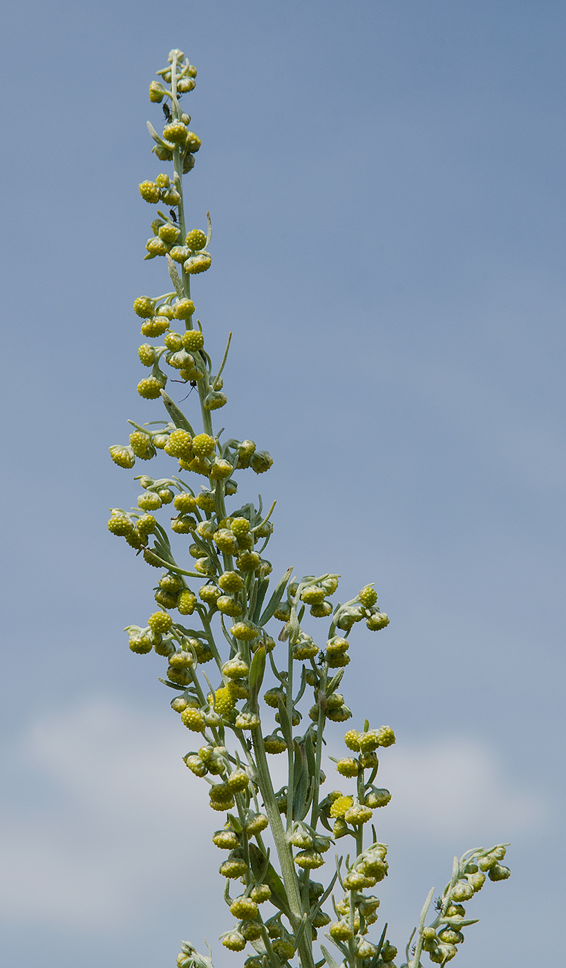 Image of Artemisia absinthium specimen.