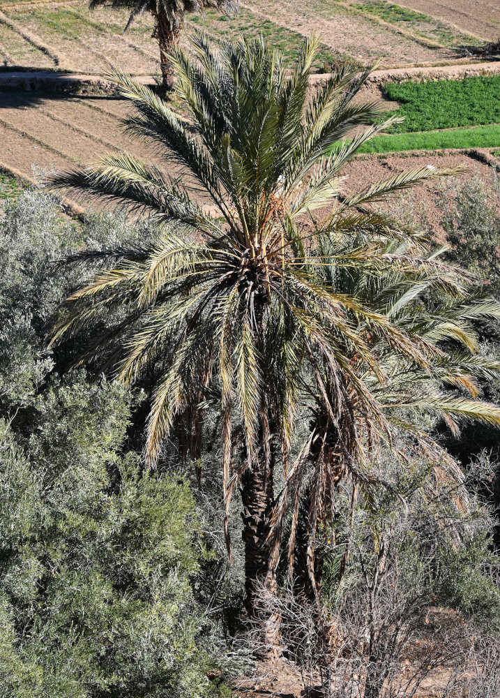 Image of Phoenix dactylifera specimen.