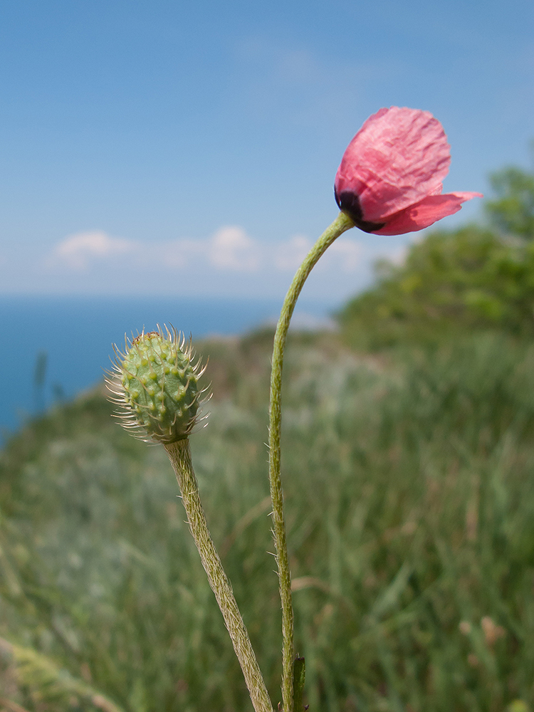 Изображение особи Papaver hybridum.